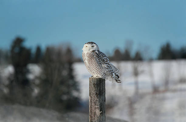 istock snowy owl in nature 477341751