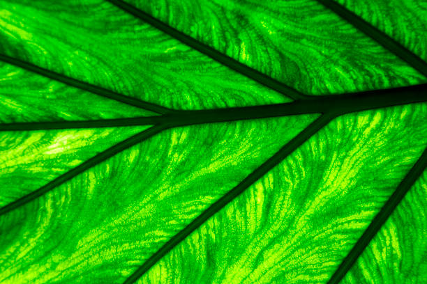 istock abstract leaf and his v  up of a 477342335