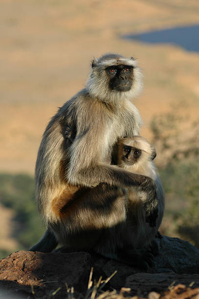 istock Monkey Mother Protectively Hugging her Baby 477343180