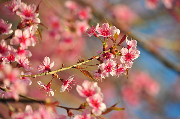istock Beautiful Himalayan Cherry  Prunus cerasoides 477343251