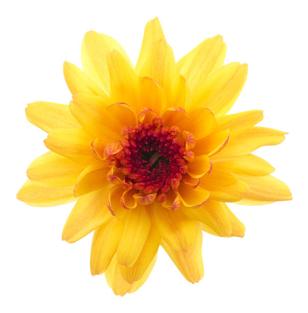 chrysanthème. - flower single flower orange gerbera daisy photos et images de collection