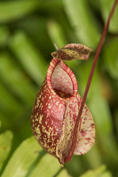 istock Close up of the nepenthes 477343566