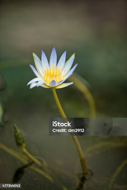 Water Lily Stock Photo - Download Image Now - Flower, No People, Outdoors