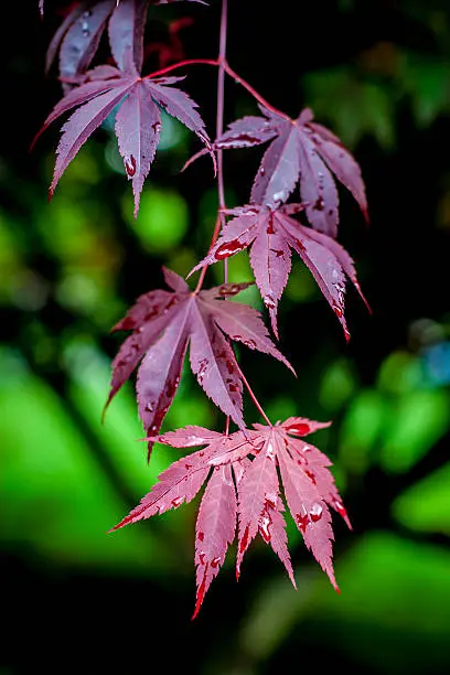 Japanese Maple tree with purple leaves