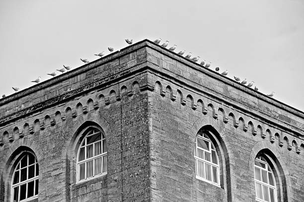 istock Seagulls on the watch 477344551