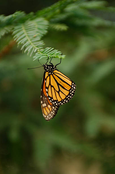A monarch butterfly clings to the tip of a pine tree branch.