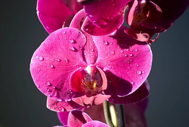Flowering pink orchids stock photo