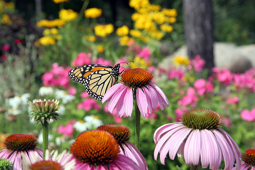 Echinacea, purple coneflower and Monarch butterfly in a garden.