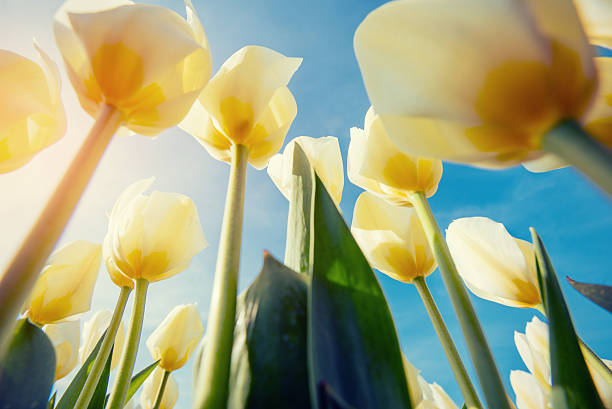 istock Yellow tulips field. Colorful toning effect. 477346722