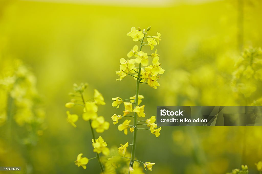 rapeseed field with yellow flowers 2015 Stock Photo