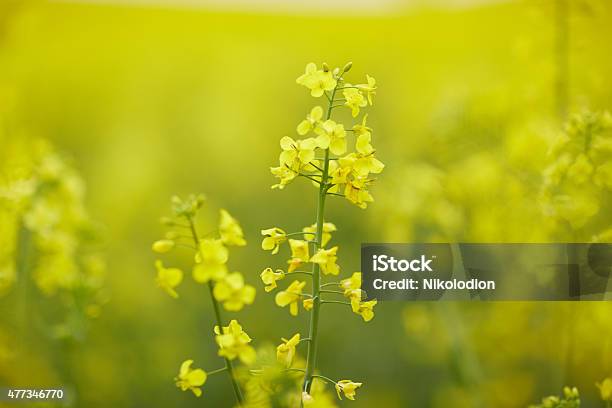 Rapeseed Field With Yellow Flowers Stock Photo - Download Image Now - 2015, Agriculture, Blue