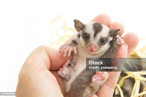 Little Sugarglider Rest In Hand On White Background Stock Photo - Download Image Now