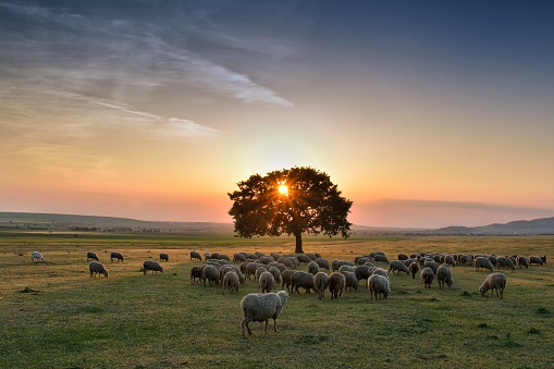 Flock of sheep grazing in a hill at sunset
