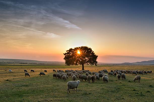 Flock of sheep grazing in a hill at sunset Flock of sheep grazing in a hill at sunset lamb animal stock pictures, royalty-free photos & images