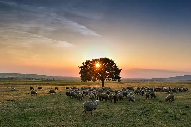 Photo of Flock of sheep grazing in a hill at sunset