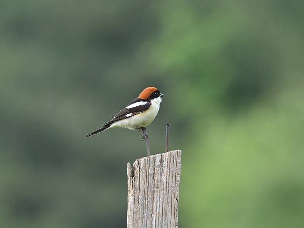 istock The woodchat shrike (Lanius senator) 477349416