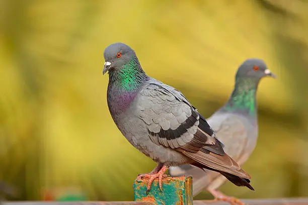 Rock pigeon