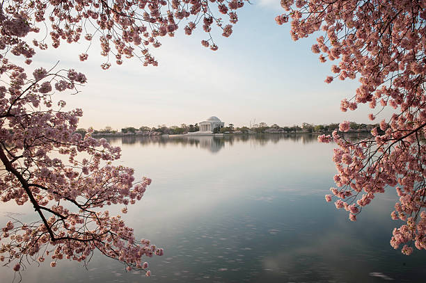 istock cherry blossom festival in Washington D.C. 477349979