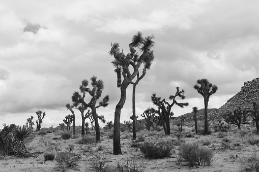 Stark trees in the desert in B&W