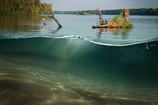 debaixo de água. belo lago entre os bancos verde - water weed imagens e fotografias de stock