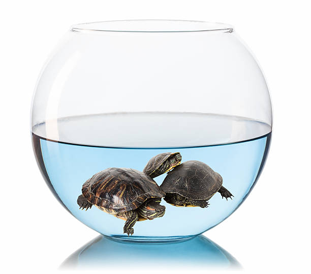 istock turtles in aquarium on a white background 477350629