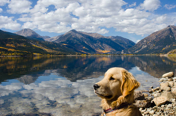 golden retriever en twin lakes en otoño - golden retriever dog autumn leaf fotografías e imágenes de stock