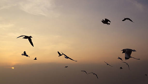 istock Seagull with sunset at Bang Pu beach 477353086