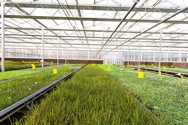 istock cultivation of plants in a greenhouse 477354621