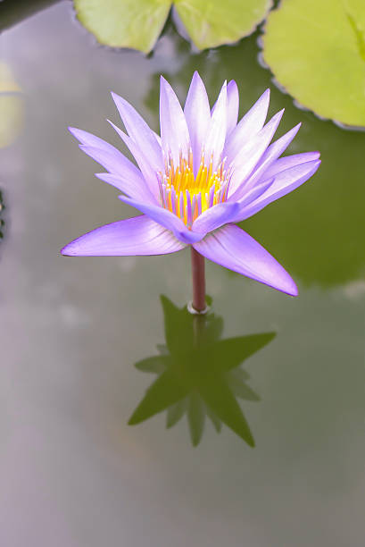 istock Beautiful violet waterlily with a yellow heart 477354725