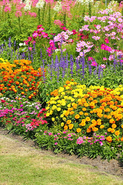 istock Flower gardens in Thailand 477354743