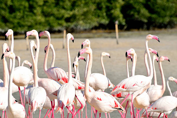 istock Meeting flamingos 477355343