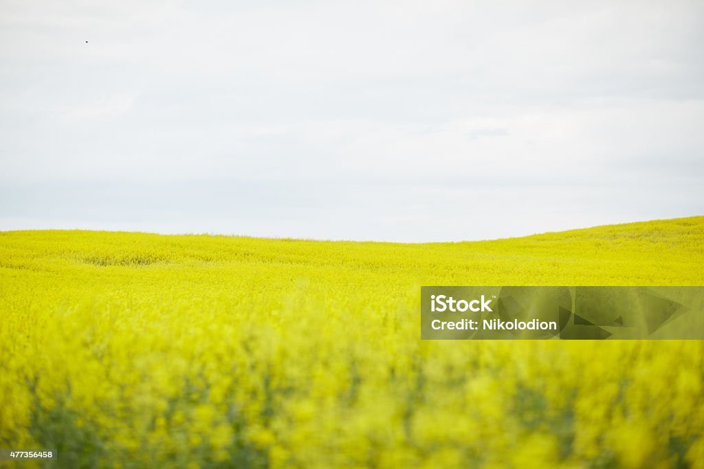 rapeseed field with yellow flowers 2015 Stock Photo