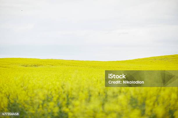 Rapeseed Field With Yellow Flowers Stock Photo - Download Image Now - 2015, Agriculture, Blue