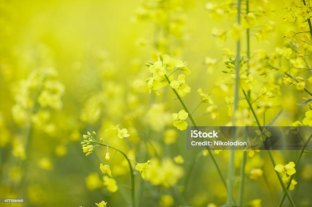 rapeseed field with yellow flowers 2015 Stock Photo