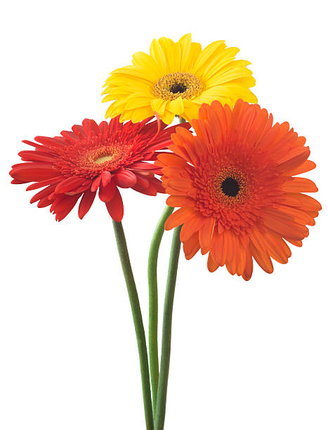 istock bouquet of gerberas on a white background 477356582