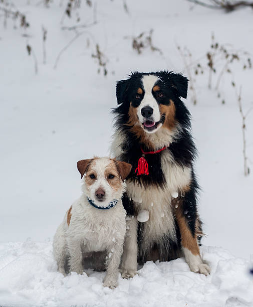 istock funny dog playing in the snow 477356745