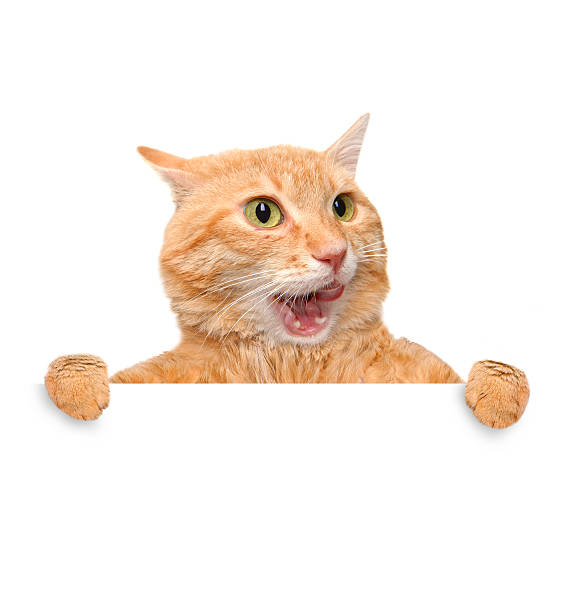 istock Cat holding in his paws white banner. 477357036
