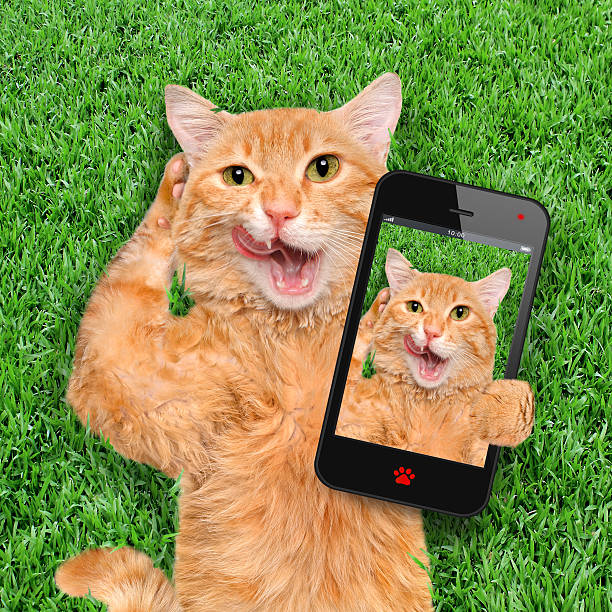 istock Cat taking a selfie with a smartphone. 477357038