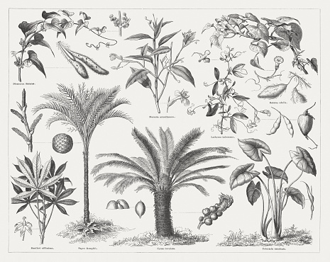 Food plants: Chinese yam (Dioscorea Batatas); Arrowroot (Maranta arundinacea); Tuberous pea (Lathyrus tuberosus); Sweet potato (Batatas edulis, or Ipomoea batatas); Cassava (Manihot utilissima); Sago palm (Sagus Rumphii, or Metroxylon sagu); Sotetsu (Cycas revoluta); Taro (Colocasia esculenta). Woodcut engraving, published in 1877.