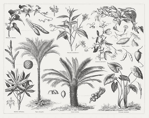 Food plants, wood engravings, published in 1877 Food plants: Chinese yam (Dioscorea Batatas); Arrowroot (Maranta arundinacea); Tuberous pea (Lathyrus tuberosus); Sweet potato (Batatas edulis, or Ipomoea batatas); Cassava (Manihot utilissima); Sago palm (Sagus Rumphii, or Metroxylon sagu); Sotetsu (Cycas revoluta); Taro (Colocasia esculenta). Woodcut engraving, published in 1877. sagittaria aquatic plant stock illustrations