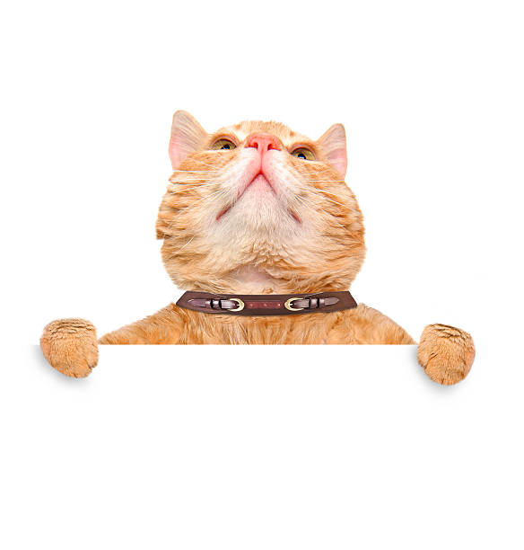 istock Cat holding in his paws white banner. 477357832