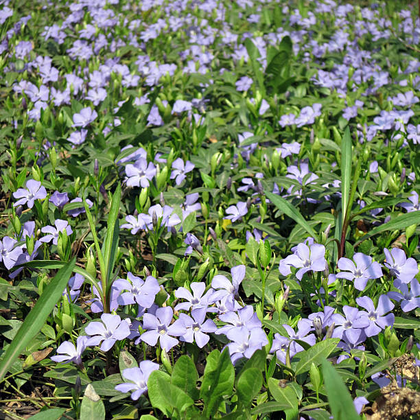 istock Meadow of wild violets 477360535