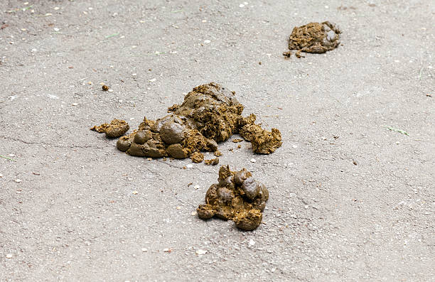 istock Fresh smelly horse manure on the asphalt surface 477360622