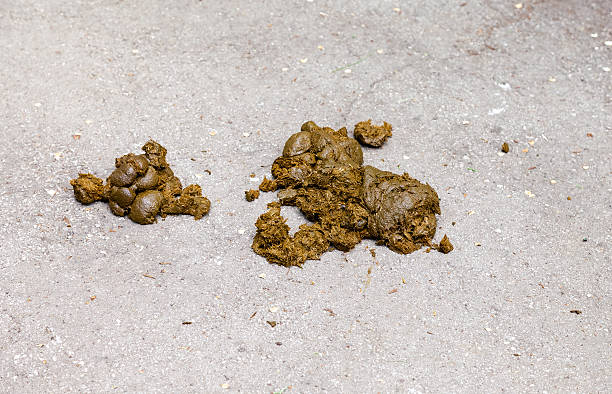 istock Fresh smelly horse manure on the asphalt surface 477360624