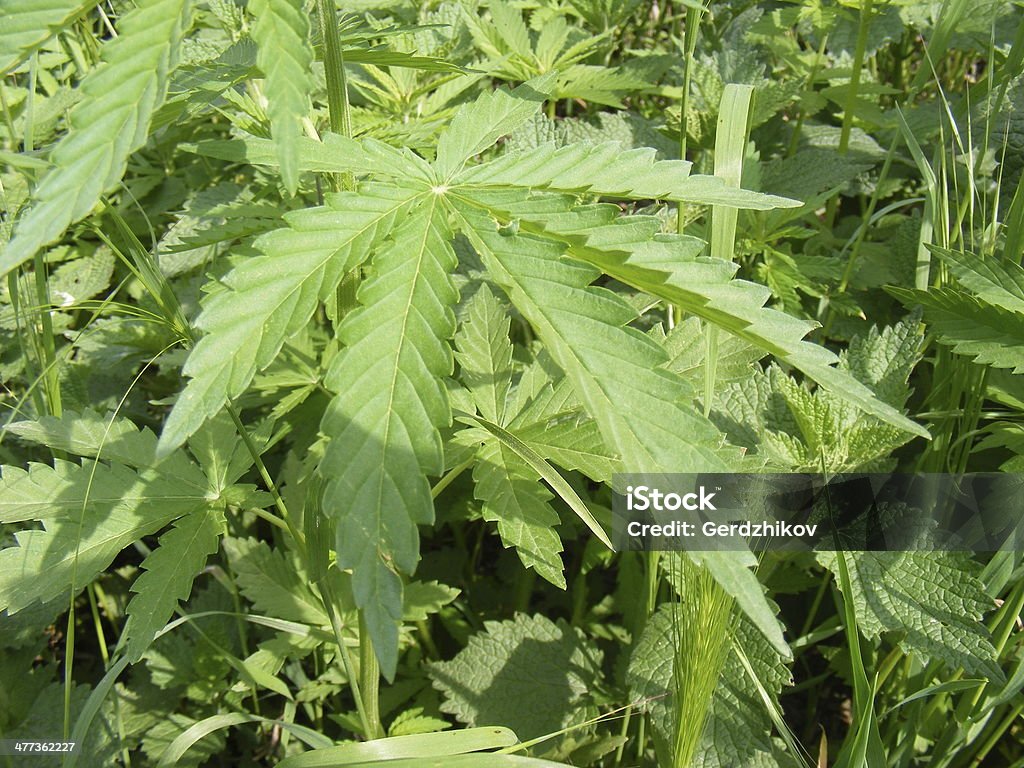cannabis - Foto de stock de Animal selvagem royalty-free
