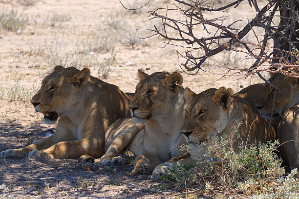 Lions Lions sleeping under trees at Etosha National Park, Namibia safari animals lion road scenics stock pictures, royalty-free photos & images