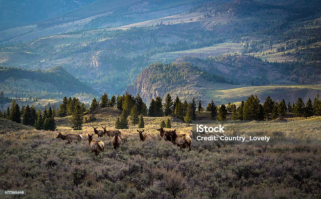 Voyage Elk - Photo de Wapiti libre de droits