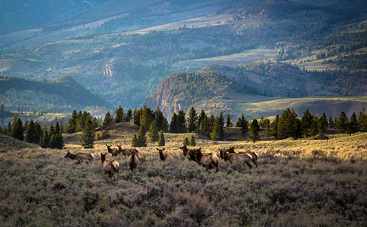A group of grazing elk, at dusk, enjoying the new life Spring brings.  