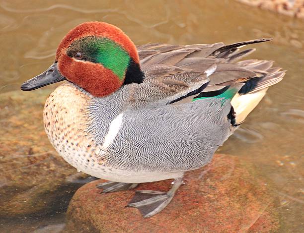 Green-winged Teal Green-winged teal duck sitting on rock in open water during winter green winged teal duck stock pictures, royalty-free photos & images