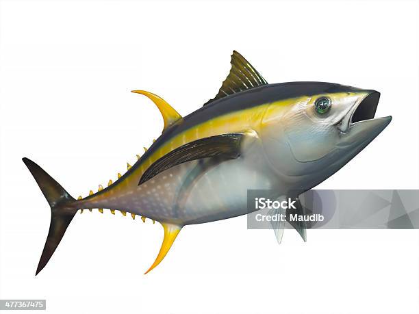 Tuńczyk Żółtopłetwy Puste - zdjęcia stockowe i więcej obrazów Tuńczyk - zwierzę - Tuńczyk - zwierzę, Żółty, Płetwa - Część ciała zwierzęcia